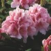 Rhododendron (Rhododendron 'Albert Schweitzer') -PlantenPracht Winkel rhaschwe 2