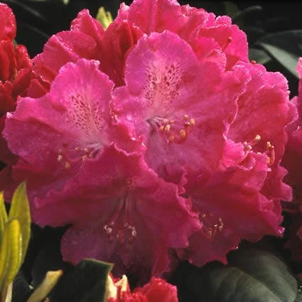 Rhododendron (Rhododendron 'Germania') 3 Rhododendron (Rhododendron 'Germania')
