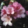 Dwergrhododendron (Rhododendron 'Kalinka') -PlantenPracht Winkel rhkalink 2 1