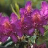 Rhododendron (Rhododendron 'Marcel Menard') -PlantenPracht Winkel rhmmenar 1 1