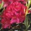 Rhododendron (Rhododendron 'Nova Zembla') -PlantenPracht Winkel rhnzembl 7 3