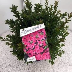 Japanse Azalea (Rhododendron 'Madame Van Hecke') -PlantenPracht Winkel rho. aj mme van hecke c10 1
