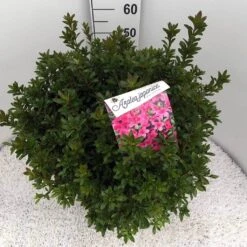 Japanse Azalea (Rhododendron 'Madame Van Hecke') -PlantenPracht Winkel rho. aj mme van hecke c15 2