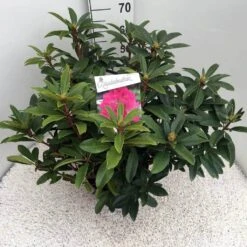 Rhododendron (Rhododendron 'Anah Kruschke') -PlantenPracht Winkel rho. anah kruschke c10 50 cm 2