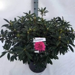 Rhododendron (Rhododendron 'Anah Kruschke') -PlantenPracht Winkel rho. anah kruschke c30 1