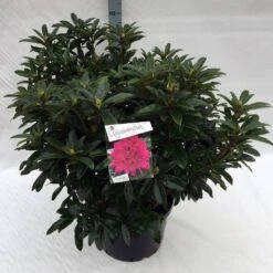 Rhododendron (Rhododendron 'Anah Kruschke') -PlantenPracht Winkel rho. anah kruschke c40 1