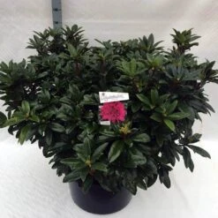 Rhododendron (Rhododendron 'Anah Kruschke') -PlantenPracht Winkel rho. anah kruschke c80 2