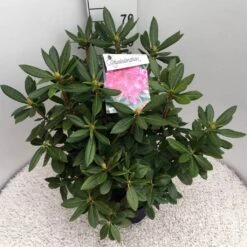 Rhododendron (Rhododendron 'Cosmopolitan') -PlantenPracht Winkel rho. cosmopolitan c10 50 cm