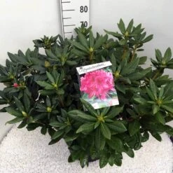 Rhododendron (Rhododendron 'Cosmopolitan') -PlantenPracht Winkel rho. cosmopolitan c20 1