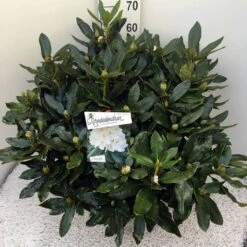 Rhododendron (Rhododendron 'Cunningham White') 31 Rhododendron (Rhododendron 'Cunningham White') -PlantenPracht Winkel rho. cunn white c20