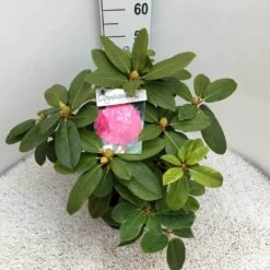 Rhododendron (Rhododendron 'Germania') 33 Rhododendron (Rhododendron 'Germania') -PlantenPracht Winkel rho. germania c10 50 cm