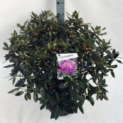 Rhododendron (Rhododendron 'Goldflimmer') -PlantenPracht Winkel rho. goldflimmer c30 1