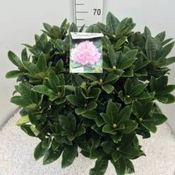 Rhododendron (Rhododendron 'Gomer Waterer') -PlantenPracht Winkel rho. gomer waterer c20