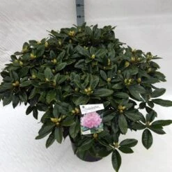 Rhododendron (Rhododendron 'Gomer Waterer') -PlantenPracht Winkel rho. gomer waterer c40