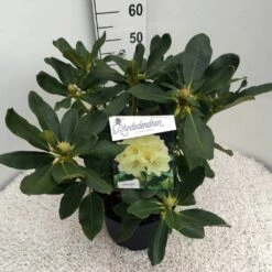 Rhododendron (Rhododendron 'Horizon Monarch') -PlantenPracht Winkel rho. horizon monarch c10 50 cm 1