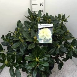 Rhododendron (Rhododendron 'Horizon Monarch') -PlantenPracht Winkel rho. horizon monarch c20 1