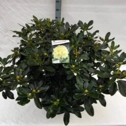 Rhododendron (Rhododendron 'Horizon Monarch') -PlantenPracht Winkel rho. horizon monarch c40 1