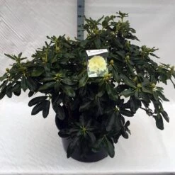 Rhododendron (Rhododendron 'Horizon Monarch') -PlantenPracht Winkel rho. horizon monarch c80 1