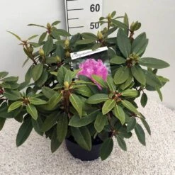 Rhododendron (Rhododendron 'Kokardia') -PlantenPracht Winkel rho. kokardia c10 50 cm
