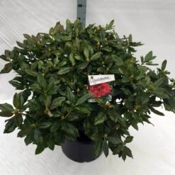 Rhododendron (Rhododendron 'Lord Roberts') -PlantenPracht Winkel rho. lord roberts c40 3
