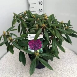Rhododendron (Rhododendron 'Marcel Menard') -PlantenPracht Winkel rho. marcel menard c10 50 cm 3
