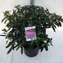 Rhododendron (Rhododendron 'Marcel Menard') -PlantenPracht Winkel rho. marcel menard c30 3