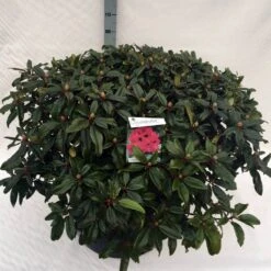 Rhododendron (Rhododendron 'Marie Forte') 23 Rhododendron (Rhododendron 'Marie Forte') -PlantenPracht Winkel rho. marie forte c80