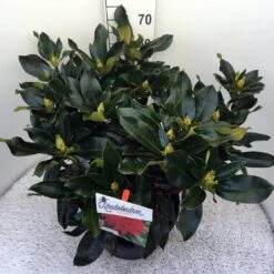 Rhododendron (Rhododendron 'Markeeta's Prize') -PlantenPracht Winkel rho. markeeta s prize c20 1
