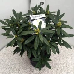 Rhododendron (Rhododendron 'Madame Masson') -PlantenPracht Winkel rho. mme masson c10 50 cm 2