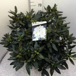 Rhododendron (Rhododendron 'Madame Masson') -PlantenPracht Winkel rho. mme masson c20 2