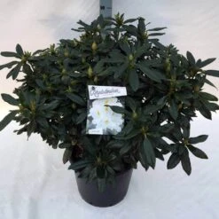 Rhododendron (Rhododendron 'Madame Masson') -PlantenPracht Winkel rho. mme masson c30 2