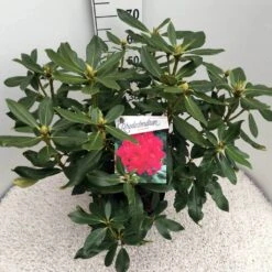 Rhododendron (Rhododendron 'Nova Zembla') -PlantenPracht Winkel rho. nova zembla c10 50 cm 1