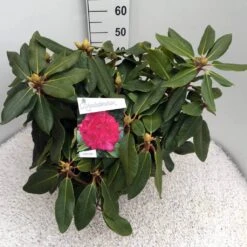 Rhododendron (Rhododendron 'American Beauty') -PlantenPracht Winkel rho. p. a. beauty c10 50 cm 1