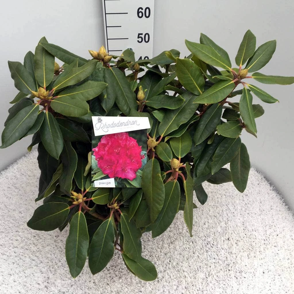 Rhododendron (Rhododendron 'American Beauty') 6 Rhododendron (Rhododendron 'American Beauty') - Afbeelding 4