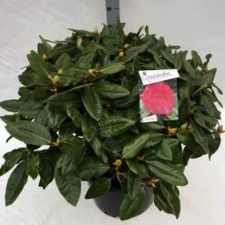 Rhododendron (Rhododendron 'American Beauty') -PlantenPracht Winkel rho. pierce amercian beauty c40 1