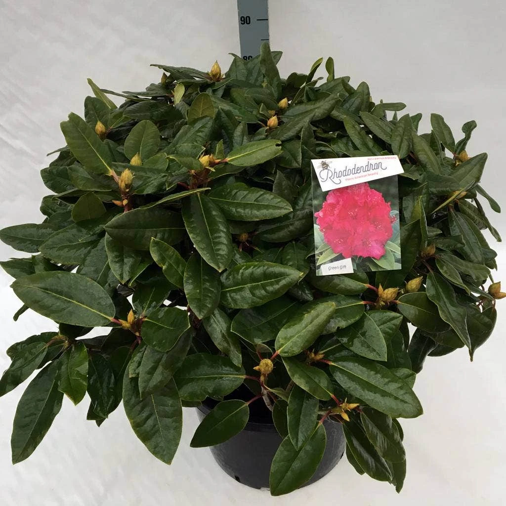 Rhododendron (Rhododendron 'American Beauty') 11 Rhododendron (Rhododendron 'American Beauty') - Afbeelding 9