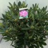 Bosrhododendron (Rhododendron Ponticum 'Roseum') -PlantenPracht Winkel rho. ponticum roseum c20 1