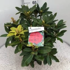 Rhododendron (Rhododendron 'Red Jack') -PlantenPracht Winkel rho. red jack c10 50 cm 1