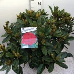 Rhododendron (Rhododendron 'Red Jack') -PlantenPracht Winkel rho. red jack c20 1