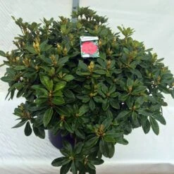 Rhododendron (Rhododendron 'Red Jack') -PlantenPracht Winkel rho. red jack c80 2