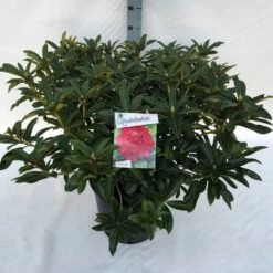 Rhododendron (Rhododendron 'Wilgen's Ruby') -PlantenPracht Winkel rho. wilgen s ruby c30 2