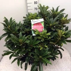 Rhododendron (Rhododendron 'Wilgen's Ruby') -PlantenPracht Winkel rho. wilgens ruby c20