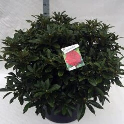 Rhododendron (Rhododendron 'Wilgen's Ruby') -PlantenPracht Winkel rho. wilgens ruby c80