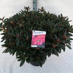 Rhododendron (Rhododendron 'Winsome') -PlantenPracht Winkel rho. winsome c30 2