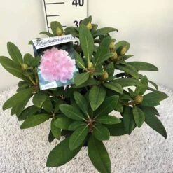 Rhododendron (Rhododendron 'Doc') -PlantenPracht Winkel rho. y doc c5 1