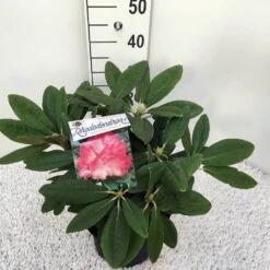 Dwergrhododendron (Rhododendron 'Fantastica') 7 Dwergrhododendron (Rhododendron 'Fantastica') -PlantenPracht Winkel rho. y fantastica c5