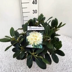 Rhododendron (Rhododendron 'Flava') 9 Rhododendron (Rhododendron 'Flava') -PlantenPracht Winkel rho. y flava c5