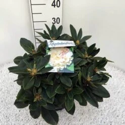 Dwergrhododendron (Rhododendron 'Golden Torch') -PlantenPracht Winkel rho. y golden torch c5