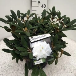 Dwergrhododendron (Rhododendron 'Porzellan') -PlantenPracht Winkel rho. y porzelan c10