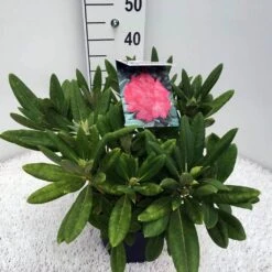 Dwergrhododendron (Rhododendron 'Sweet Sue') -PlantenPracht Winkel rho. y sweet sue c5 2